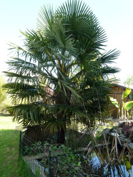 Trachycarpus fortunei (Excelsa) / Palmier de Chine