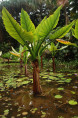 Typhonodorum lindleyanum / Alocasia d'eau (Bananier aquatique)