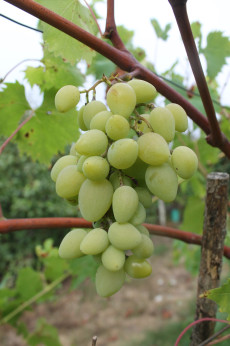 Vitis vinifera 'Bretonnière / Vigne (variété résistante)