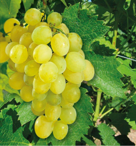 Vitis vinifera 'Chasselas doré de Fontainebleau' / Vigne