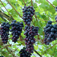 Vitis vinifera 'Isabella' / Vigne (résistante aux maladies)