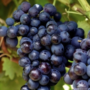 Vitis vinifera 'Bleu Garnier' / Vigne (résistante aux maladies)