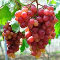 Vitis vinifera 'Zémira' / Vigne (résistante aux maladies)