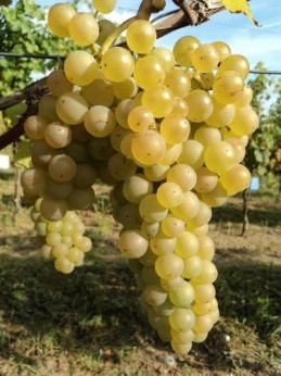 Vitis vinifera 'Noah' / Vigne (résistante aux maladies)