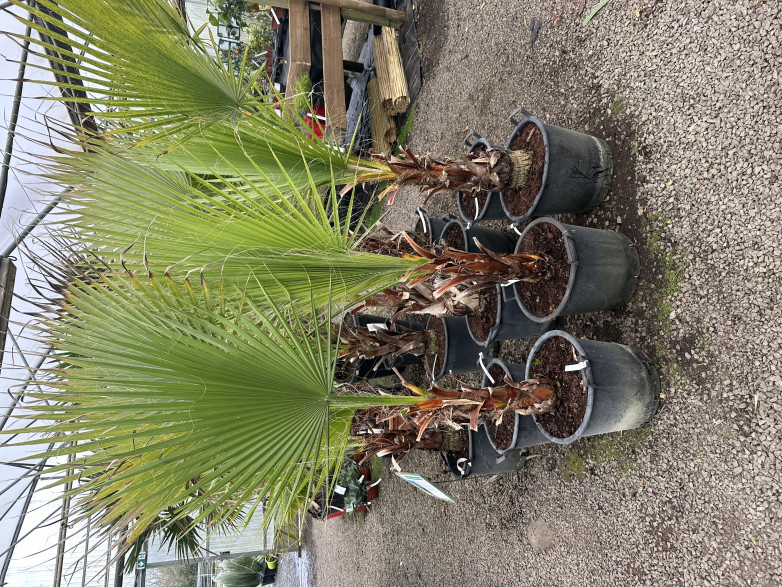 Washingtonia 'Filifera' / Palmier de Californie (vrai filifera)