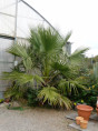Washingtonia 'Filifera' / Palmier de Californie (vrai filifera)