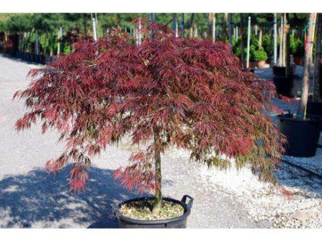 Acer dissectum 'Garnet' / Erable du Japon