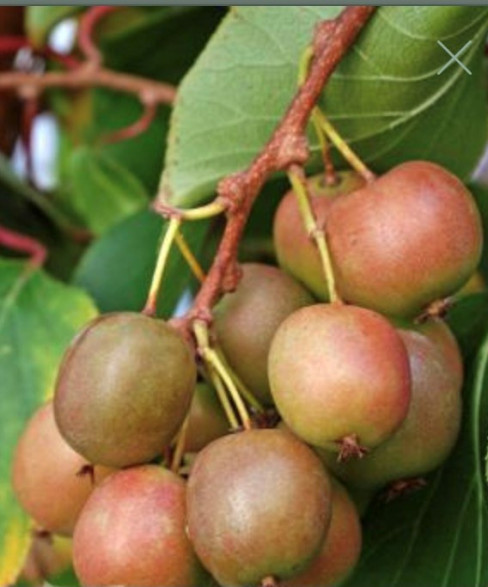 Actinidia arguta 'Geneva' / Kiwaï / femelle