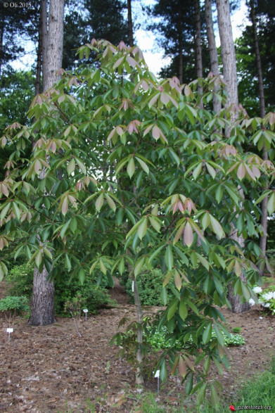 Aesculus wilsonii / Marronnier de Chine