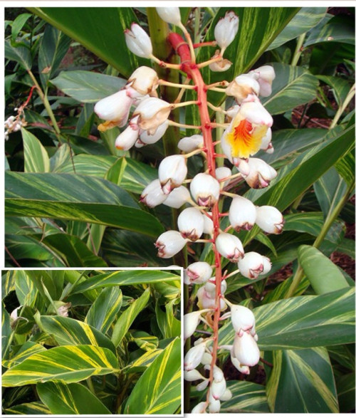 Alpinia Zerumbet Variegata