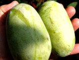 Asimina triloba 'Halvin' / Asiminier / Paw Paw