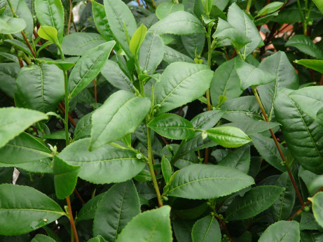 Camellia sinensis / Théier