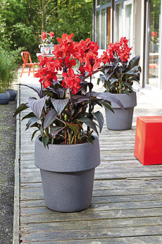 Canna Cannova bronze scarlet