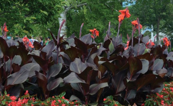 Canna tropicanna black