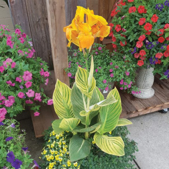 Canna tropicanna gold