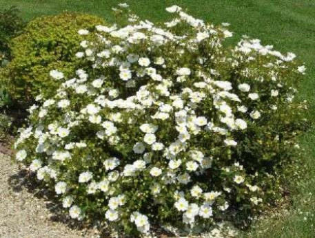 Cistus x corbariensis