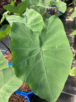 Colocasia antiquorum burgundi