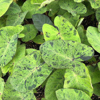 Colocasia mojito