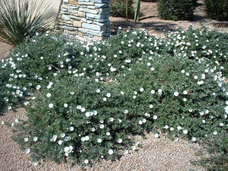 Convolvulus cneorum / Lisero de Turquie