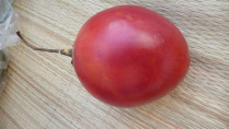 Cyphomendra betacea / Tamarillo / Arbre à tomates (rouge)