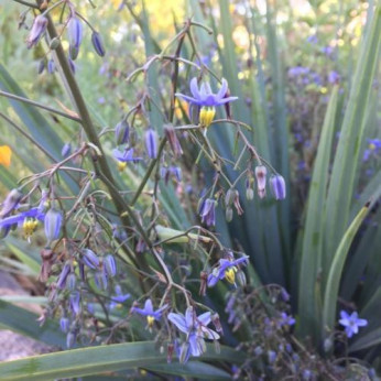 Dianella caerulea 'Cassa blue' / Dianella nain