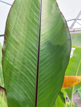 Ensete 'Montbeliardii'* / Bananier