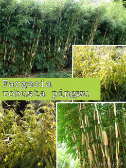 Fargesia Robusta Pingwhu