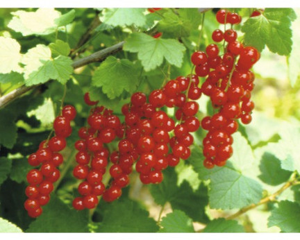 Rubus rubrum 'Jonkheer van Tets' / Groseillier à grappes rouges