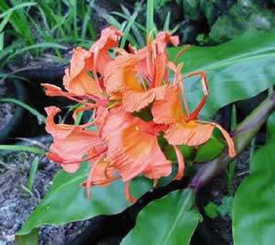 Hedychium greenei