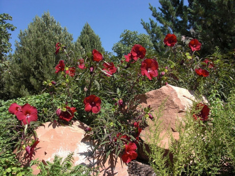 Hibiscus moschoteus 'Fireball'