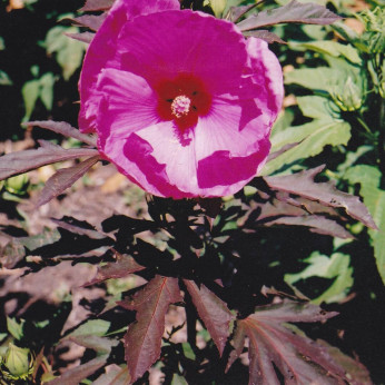 Hibiscus moschoteus 'Kui nuku'