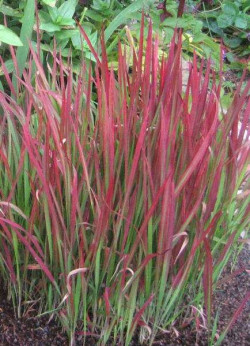 Imperata Cylindrica 'Red Baron'