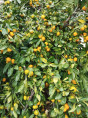 Citrus x unshiu 'Owari' / Mandarinier satsuma