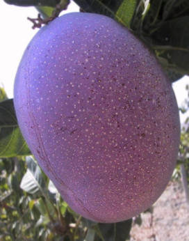 Mangifera indica 'Tommy Atkins' / Manguier greffé sur Gomera