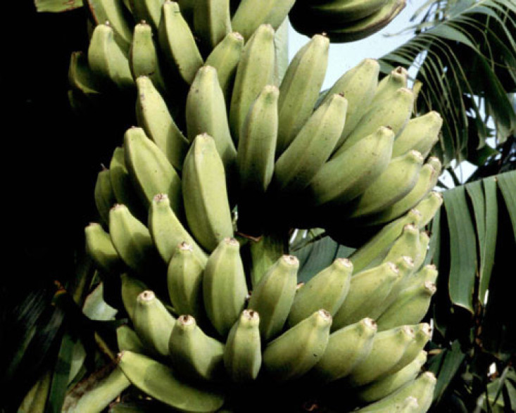 Musa 'Rajapuri india'* / Banane pomme / Bananier  fruitier