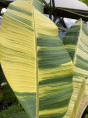 Musa balbisiana aureo variegata