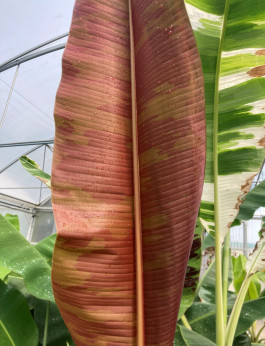 Musa sumatrana 'Zebrina rojo'* / Bananier