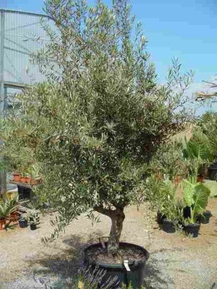 Olea europea / Olivier