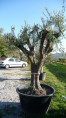 Olea europea / Olivier