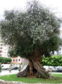 Olea europea / Olivier