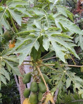 Papaya carica / Papayer