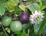 Passiflora edulis 'Red flamenco' / Passiflore / Fruit de la pas.