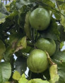 Passiflora edulis 'Panama gold' / Passiflore / Fruit de la pas.