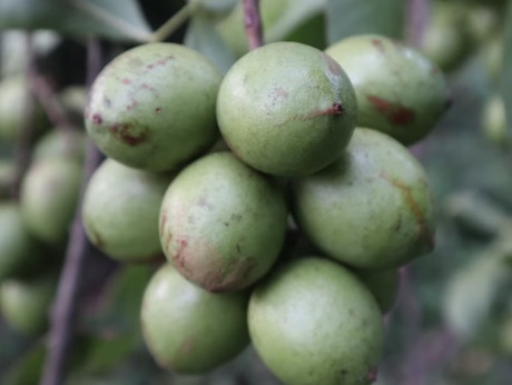 Quenettier / Mamon verde /Melicoccus bijugatus