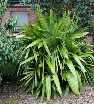 Palmier Rhapidophyllum hystrix