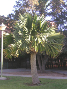 Sabal palmetto