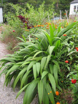 Setaria palmifolia / Herbe-palmier