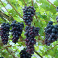 Vitis vinifera 'Isabella' / Vigne (résistante aux maladies)