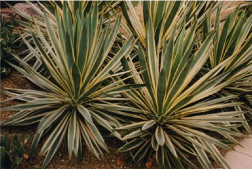 Yucca gloriosa 'Variegata'