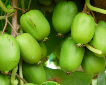 Actinidia arguta 'Chang Bai Giant' / Kiwaï / femelle